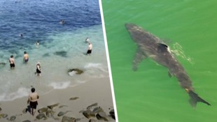 In Kalifornien kommen die Haie teils sehr nahe an den Strand.