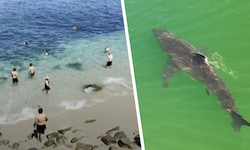 In Kalifornien kommen die Haie teils sehr nahe an den Strand.