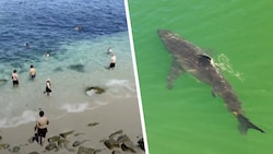 In Kalifornien kommen die Haie teils sehr nahe an den Strand.