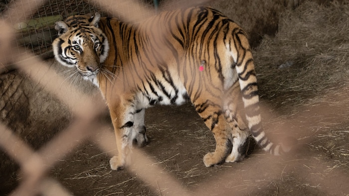 Die Tiere wissen es noch nicht, doch die Betäubung ist der erste Schritt in Richtung Freiheit.