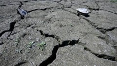 Ausgetrocknete Böden, braune Wiesen, abgestorbene Bäume – die Situation ist dramatisch.
