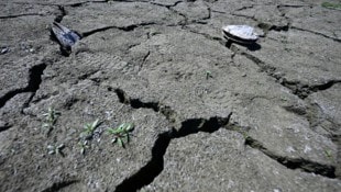 Ausgetrocknete Böden, braune Wiesen, abgestorbene Bäume – die Situation ist dramatisch.