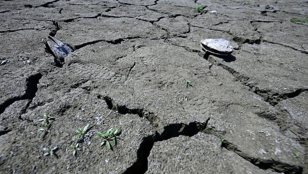 Ausgetrocknete Böden, braune Wiesen, abgestorbene Bäume – die Situation ist dramatisch.