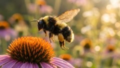Hummeln lassen Blütenstaubblätter vibrieren, damit Pollen freigesetzt werden.