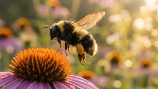 Hummeln lassen Blütenstaubblätter vibrieren, damit Pollen freigesetzt werden.