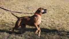 Die Polizei sucht nun nach der Hundehalterin und deren Hund, der mittelgroß ist und ein ...