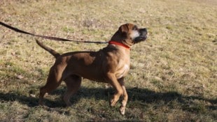 Die Polizei sucht nun nach der Hundehalterin und deren Hund, der mittelgroß ist und ein ...