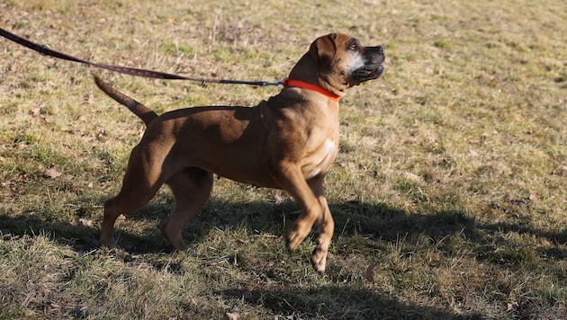 Die Polizei sucht nun nach der Hundehalterin und deren Hund, der mittelgroß ist und ein ...