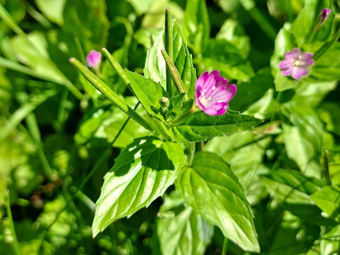 Die Blüten des Weideröschens sind eine wichtige Nahrungsquelle für verschiedene Insekten, ...