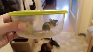 Eine eingefangene Maus, die in die Wohnung einer Nachbarin eingedrungen ist.