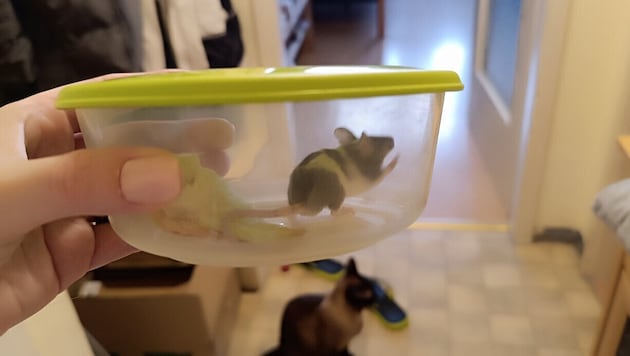 Eine eingefangene Maus, die in die Wohnung einer Nachbarin eingedrungen ist.