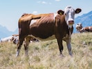 In Tirol ist eine Landwirtin von zwei ihrer Kühen verletzt worden (Symbolbild).