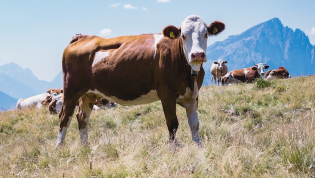 In Regionen wie dem Lienzer Talboden gab es aufgrund der Trockenheit große Ausfälle beim ...