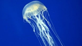 Die Seewespe ist nahezu durchsichtig und daher im Wasser, insbesondere bei Strömung, nur schwer ...