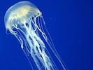 Die Seewespe ist nahezu durchsichtig und daher im Wasser, insbesondere bei Strömung, nur schwer ...