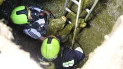 Das Tier blieb zum Glück unverletzt.