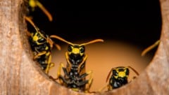 Am Anfang der Saison fliegen Wespen gerne auf Fleisch – nun wollen sie Süßes.