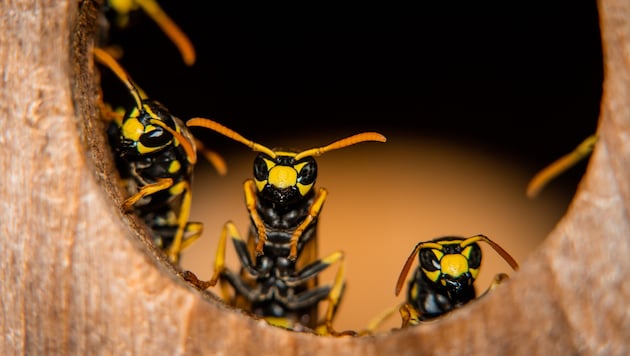 Am Anfang der Saison fliegen Wespen gerne auf Fleisch – nun wollen sie Süßes.