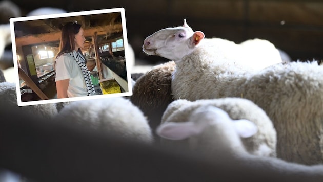 „Krone“ Tierecke-Leiterin Maggie Entenfellner konnte sich bereits am Mittwoch ein Bild von der ...