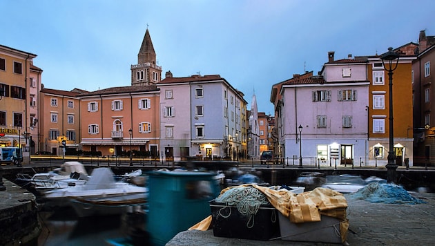 Muggia will der Rattenplage Herr werden – mehr Köder werden ausgelegt, die Strafen für ...