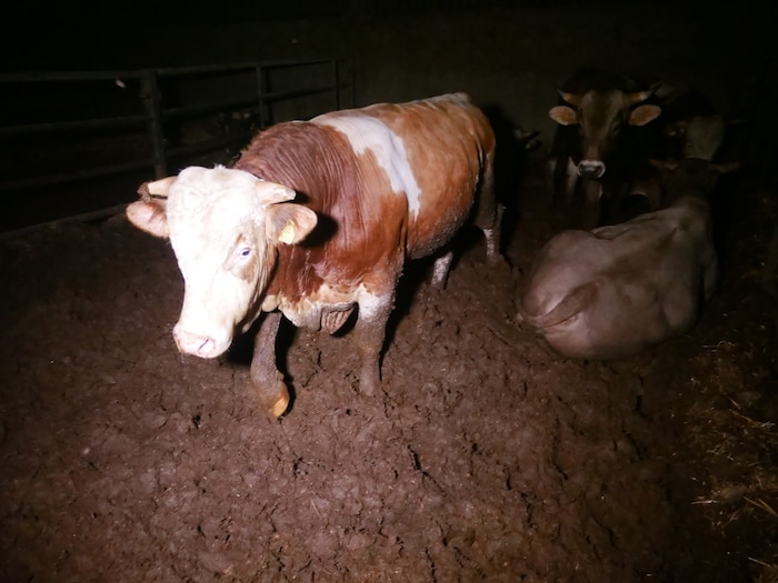 Die Bilder von Rindern, die in ihren Fäkalien leben müssen, sorgten wieder für großes Entsetzen.