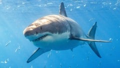 Ein Weißer Hai vor Mexiko. Besonders die weiblichen Tiere können enorme Ausmaße annehmen. 