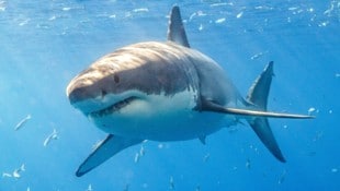 Ein Weißer Hai vor Mexiko. Besonders die weiblichen Tiere können enorme Ausmaße annehmen. 