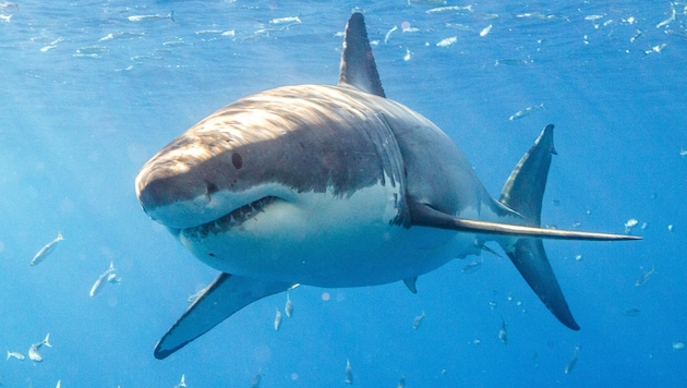 Ein Weißer Hai vor Mexiko. Besonders die weiblichen Tiere können enorme Ausmaße annehmen.