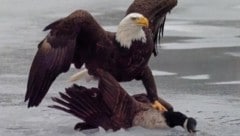 Mit ordentlich Pathos nutzte Trump die Symbolik des Weißkopfseeadlers gegen Kanada – die Aktion ...