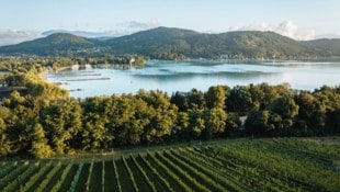 Auch der Weingarten „Ried-Seewiese“ in Klagenfurt ist Teil der Kärntner Weinstraße. Seit etwa 40 ...