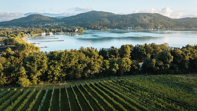 Auch der Weingarten „Ried-Seewiese“ in Klagenfurt ist Teil der Kärntner Weinstraße. Seit etwa 40 ...