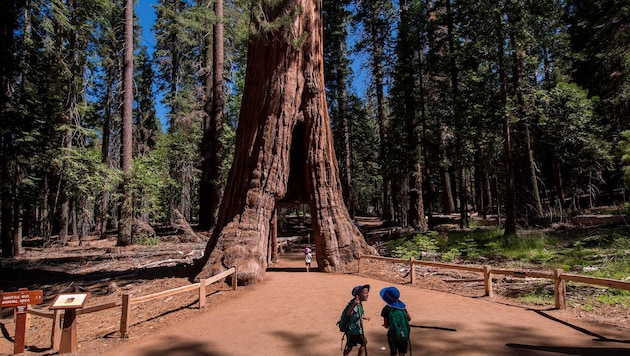 Der Yosemite-Nationalpark in Kalifornien ist unter anderem für seine mehrere hundert Jahre alten ...