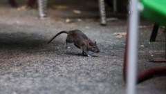 New York hatte der Rattenplage den „Krieg“ erklärt. Nun zeigen die Maßnahmen Wirkung