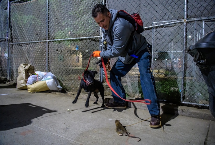 Auch mit speziell ausgebildeten Hunden wurde Jagd auf die Ratten gemacht.