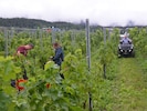 Die Erntebehälter werden entleert.