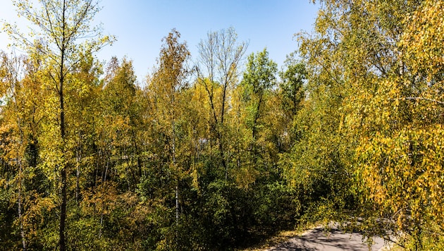 Der meteorologische Herbst muss noch warten: Österreich bleibt auch in der kommenden Woche ...