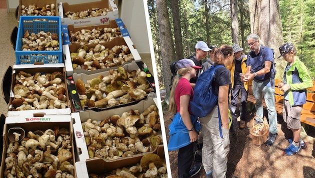 Die Bergwacht Steinach musste zuletzt viele Pilze abnehmen (Bild li.). Pilzexperte Martin ...