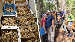 Die Bergwacht Steinach musste zuletzt viele Pilze abnehmen (Bild li.). Pilzexperte Martin ...