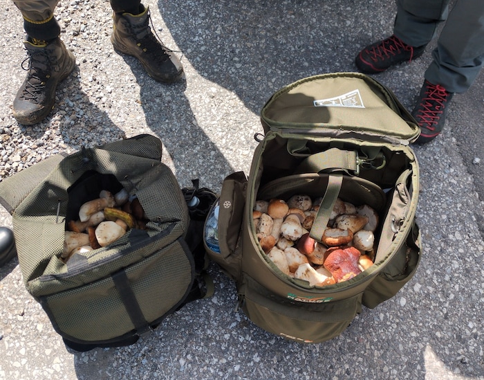 36 Kilo Steinpilze hatten zwei Italiener in ihren Rucksäcken gehortet.