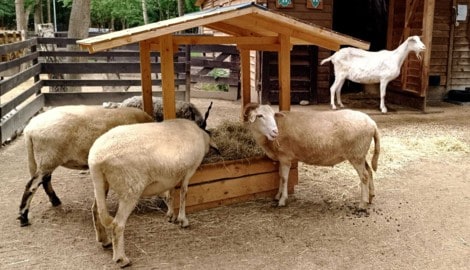 Heu ist auf den Assisi-Höfen Mangelware. Die Tiere brauchen es aber zum Überleben.