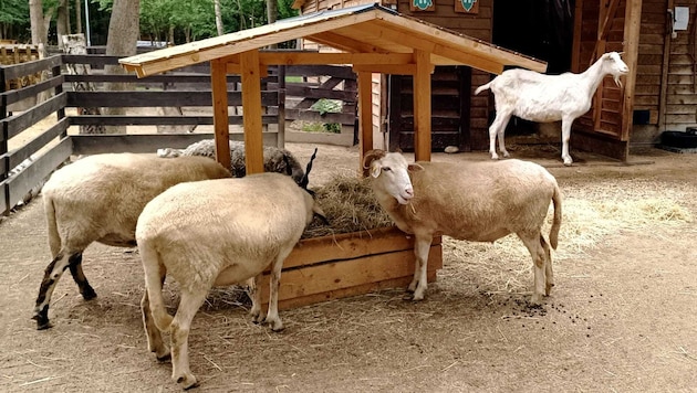 Heu ist auf den Assisi-Höfen Mangelware. Die Tiere brauchen es aber zum Überleben.