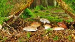Die Saison verschiebt sich immer mehr in den Herbst.