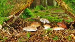 Die Saison verschiebt sich immer mehr in den Herbst.