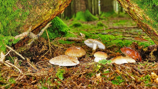 Die Saison verschiebt sich immer mehr in den Herbst.