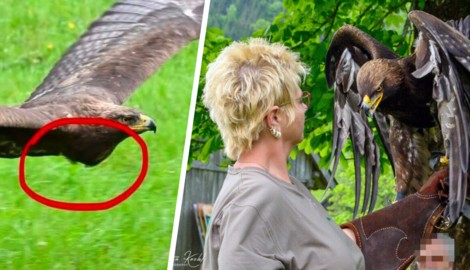 Der Kropf von Adler „Shuruga“ war deutlich überdehnt, das arme Tier vom Essen ...