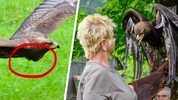 Der Kropf von Adler „Shuruga“ war deutlich überdehnt, das arme Tier vom Essen ...