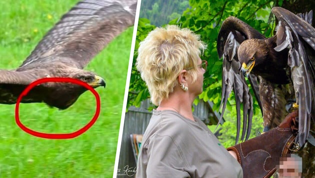 Der Kropf von Adler „Shuruga“ war deutlich überdehnt, das arme Tier vom Essen quasi ...