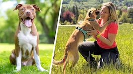 Denise Killmeyer mit ihrem Silken Windsprite „Bumblebee“, der anders als z.B. ein Pitbullterrier ...