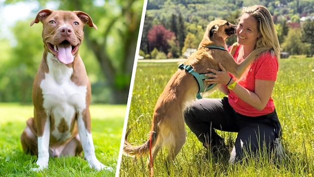 Denise Killmeyer mit ihrem Silken Windsprite „Bumblebee“, der anders als z.B. ein Pitbullterrier ...