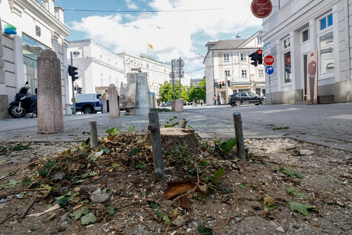 Drei Bäume vor dem Sacher wurden bereits gefällt. Die bei vielen beliebten Magnolien sollen ...